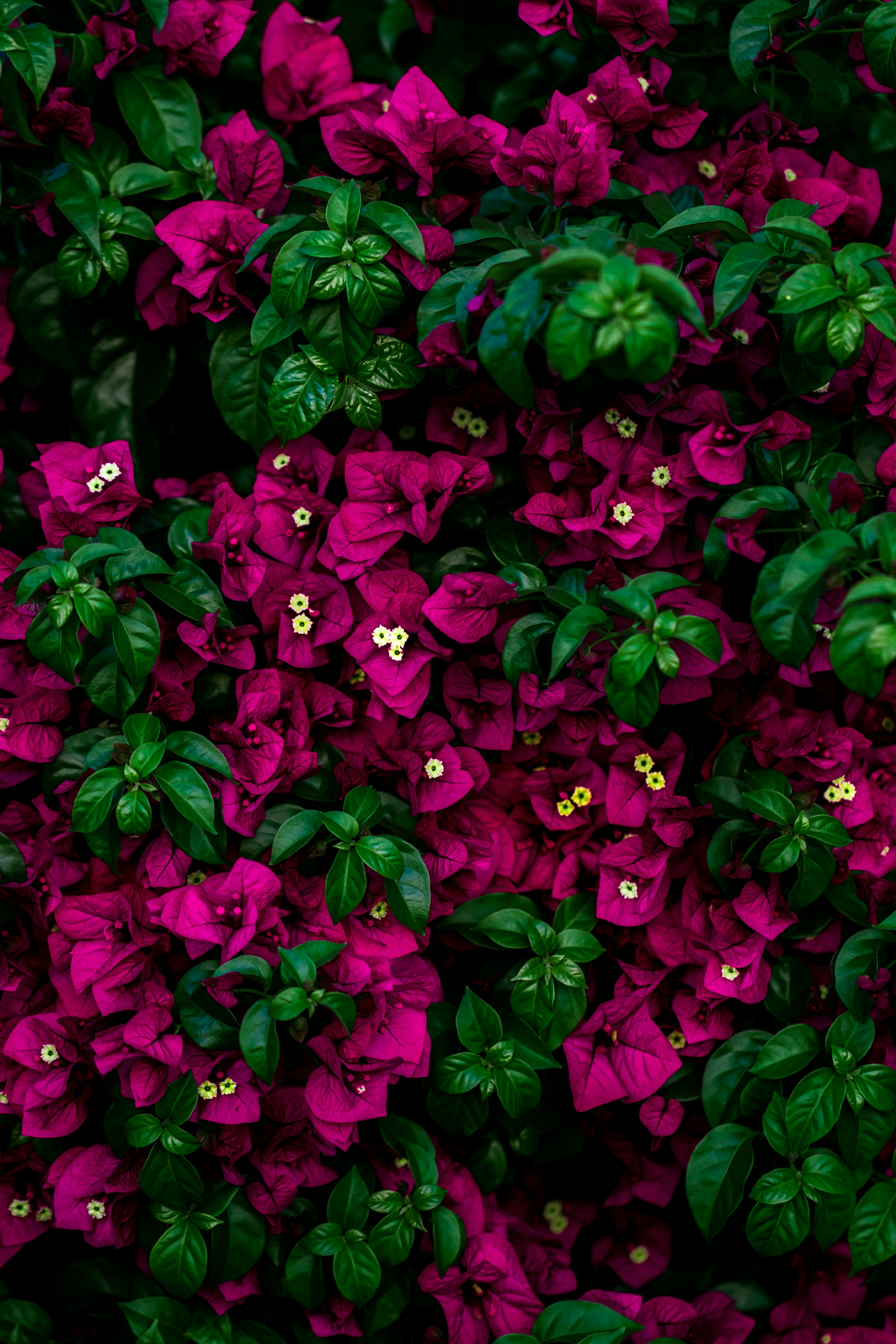 focus photo of pink flowers